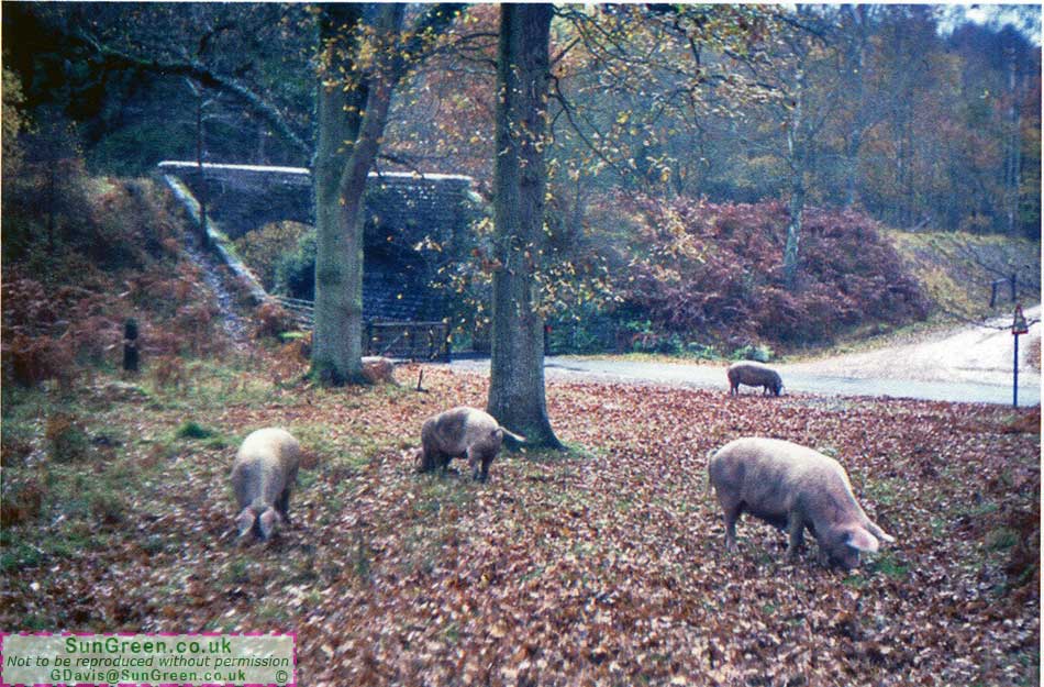 A photo of domestic pigs feeding in the Forest