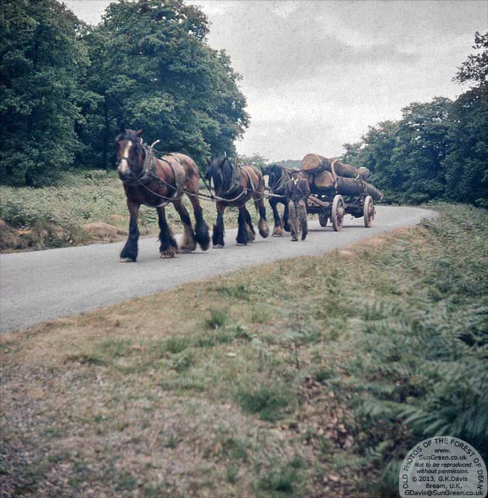 Shire horses pulling timber
