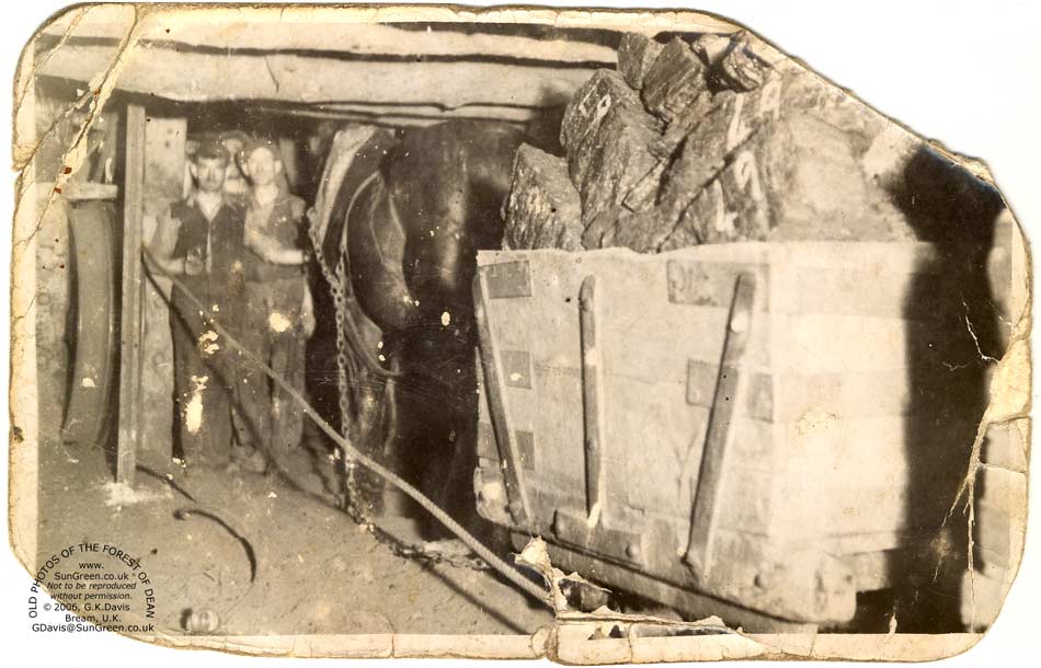 a horse working underground at Lightmoor