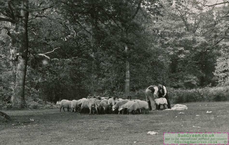 Sheep being sheered in the Forest of Dean
