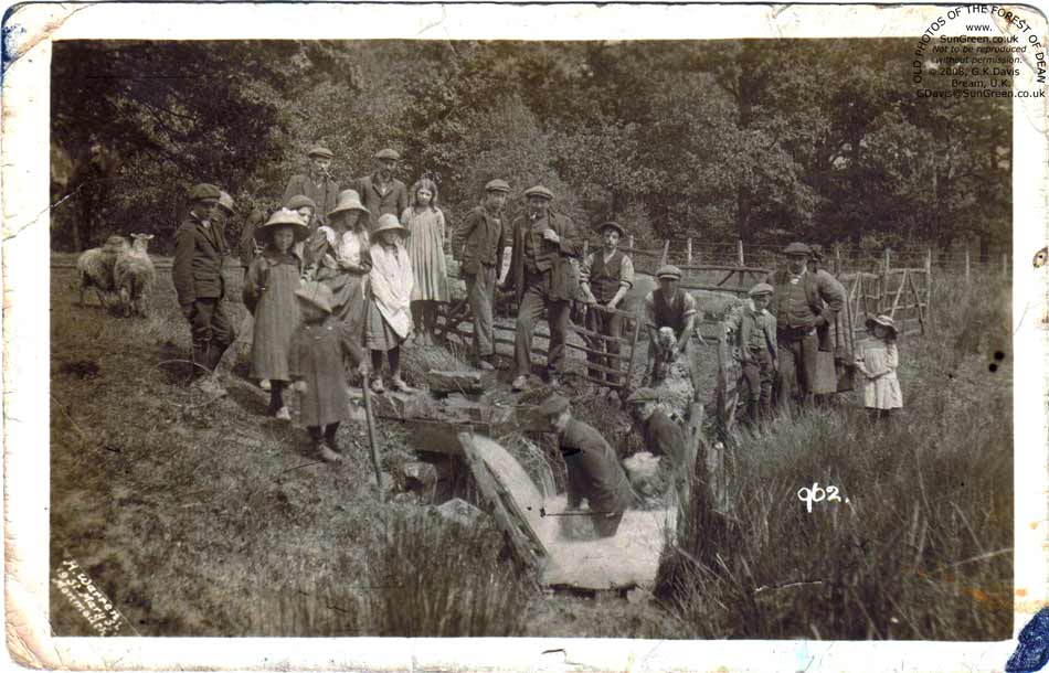 Sheep dipping at Cannop