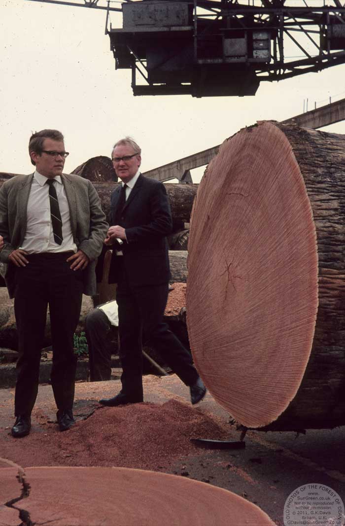 Pine End log