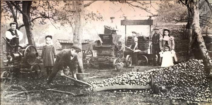 Aylburton Cider Makers 1910 (47k)