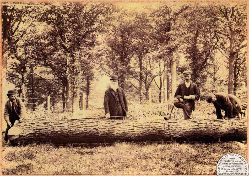 Tree measuring
