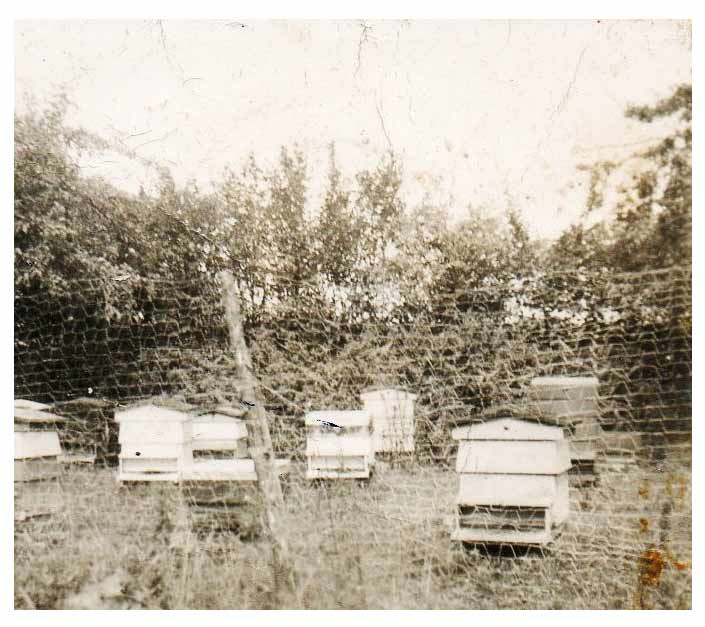 Apiary 1950s